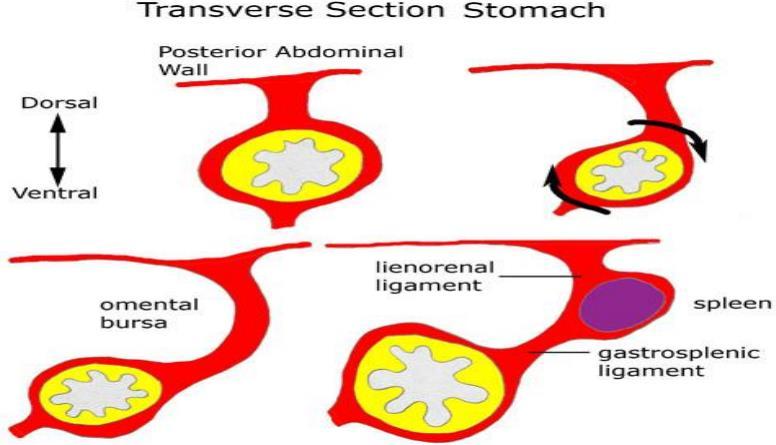 The rotation about the longitudinal axis pulls the dorsal mesogastrium to the left, creating a space behind the stomach called the omental bursa (lesser peritoneal sac).