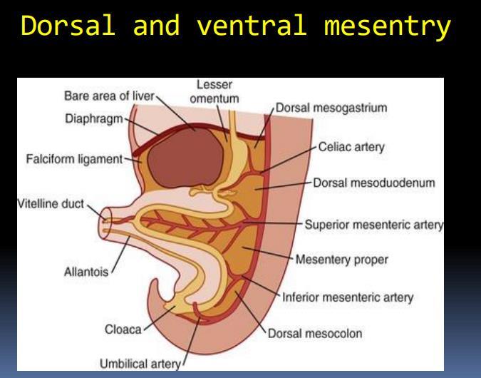 In addition to suspending the gut wall in the abdominal cavity, the mesenteries are also responsible for providing a pathway for nerves, blood vessels, and lymphatics to pass to the organs.