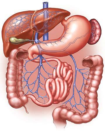 Discuss the importance of the liver and pancreas in digestion. List the substances they produce and explain their function. 5.