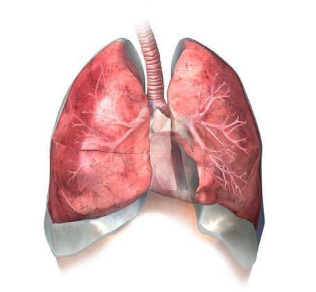 Respiratory System respiratory 1. Identify the structure and function of the parts of the respiratory system. 2. Explain the function of the ribs and diaphragm in the breathing process. 3.