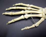 Skeletal System 1. Identify twenty major bones in the body. 2. State the functions of the skeletal system. 3. Describe the composition of bone. skeletal 4.
