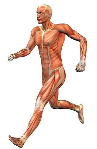 Muscle System muscle 1. Compare the structure and function of three types of muscles and give examples of where these muscles would be found in the body. 2.
