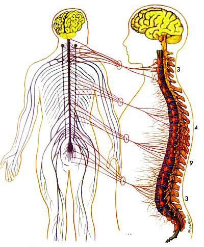 Nervous System 1. Describe the basic structure and function of the nervous system. 2. Diagram the structure of a neuron and explain how it operates. 3.