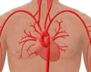 Circulatory System 1. List the functions of the human circulatory system. 2. Locate and label the parts of a heart on a diagram. 3.