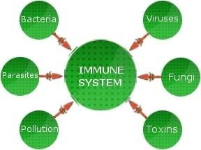 Immune System immune 1. Describe the function of the immune system. 2. Explain how the skin functions as a defense against disease. 3. Distinguish between a specific and nonspecific response. 4.