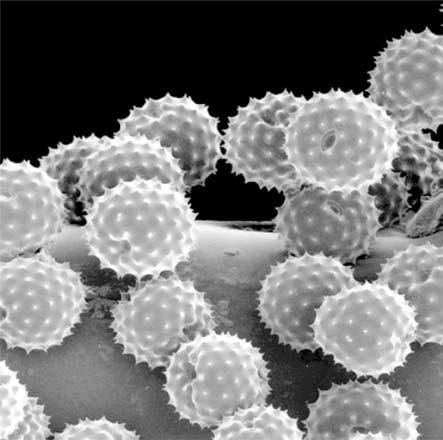 (b) The photograph below shows pollen grains, as seen using an electron microscope.