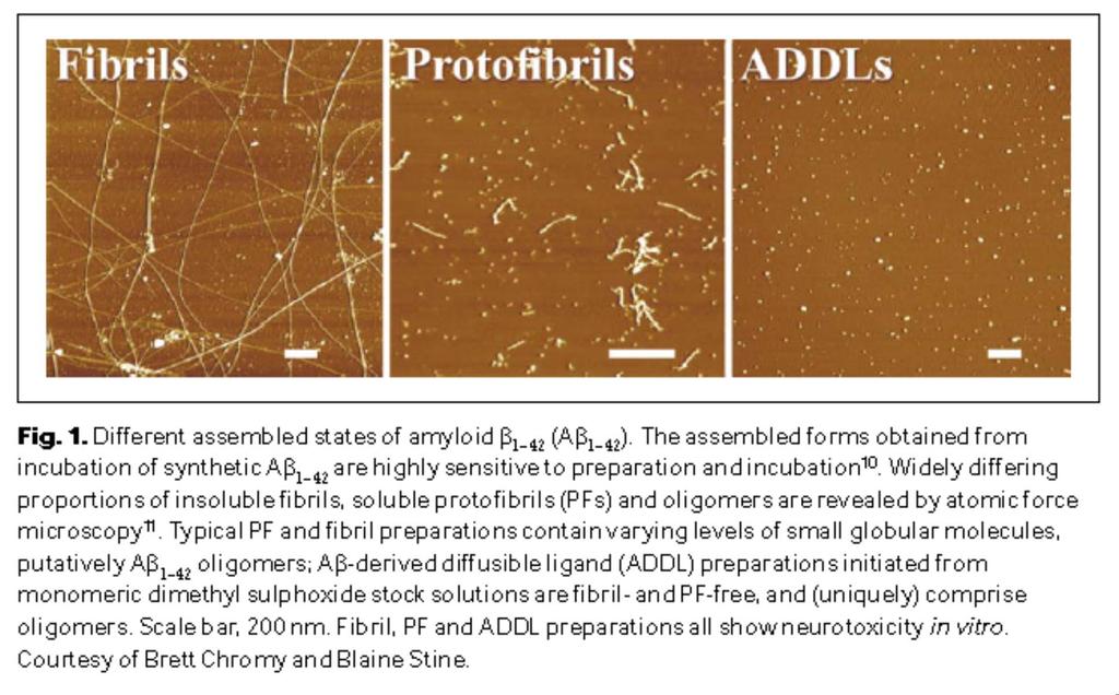 Atomic force microscopy of amyloid-β 1-42 forms.