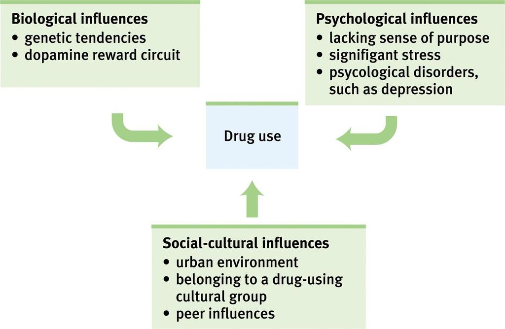 Influences on Drug Use The use of drugs is based on biological,