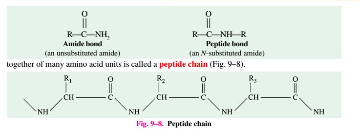 Peptides/Peptide Bond The amino acid units are linked together through the carboxyl and amino groups to produce the primary structure of the protein chain.