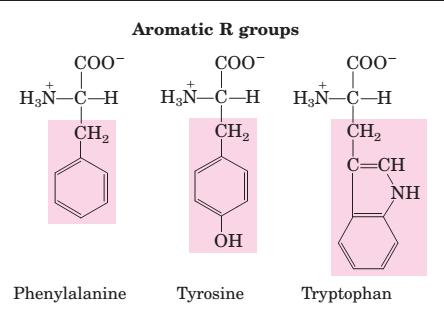 Polar, Uncharged R Groups The R groups of these amino acids are more soluble in water, or more hydrophilic, than those of the nonpolar amino acids, because they contain functional groups that form