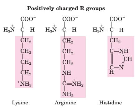 Negatively Charged (Acidic) R Groups The two