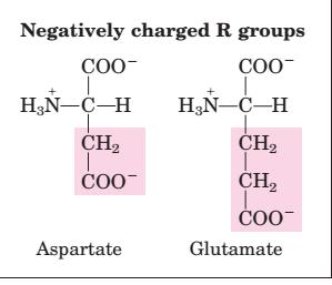 negative charge at ph 7.