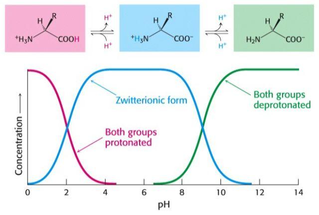 Zwitterion : Note: NH 2 (CHR) COOH cannot exist At 50% of each species, the ph = pk a because ph = pk a + log( [A ] / [HA] ) = pk a + log(1) = pk a + 0 = pk a Revision of pk a The Henderson
