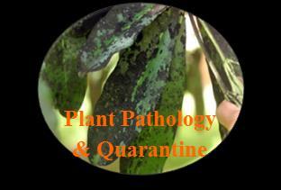 Plant Pathology & Quarantine 9(1): 72 76 (2019) ISSN 2229-2217 www.ppqjournal.org Article Doi 10.