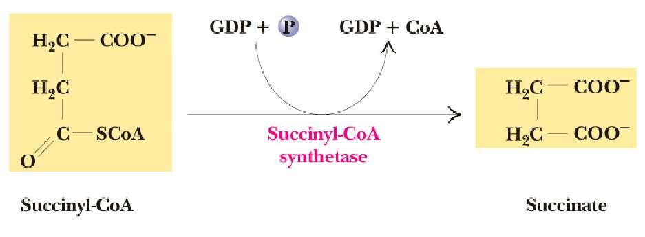 Succinyl-CoA Synthetase A substrate-level phosphorylation A nucleoside