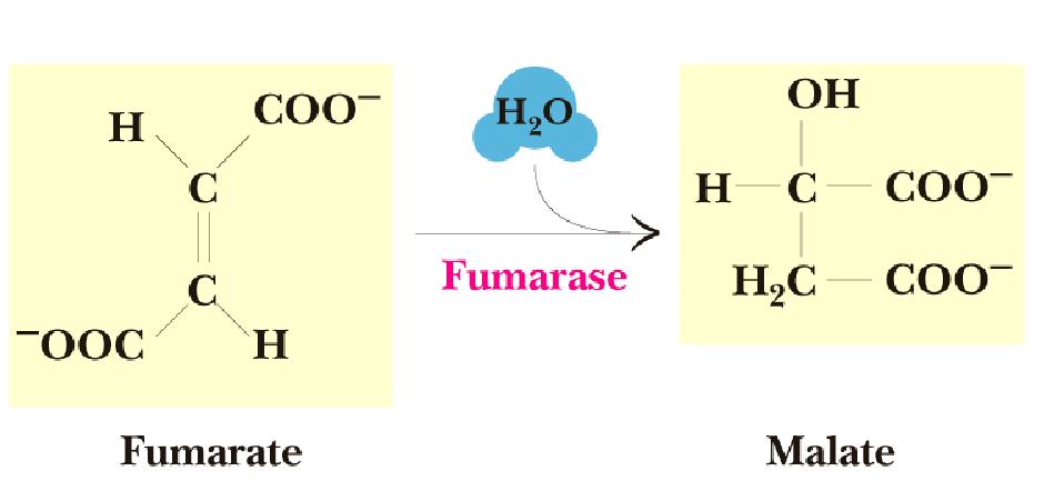 Fumarase Hydration across the double bond trans-addition of the elements of water across the