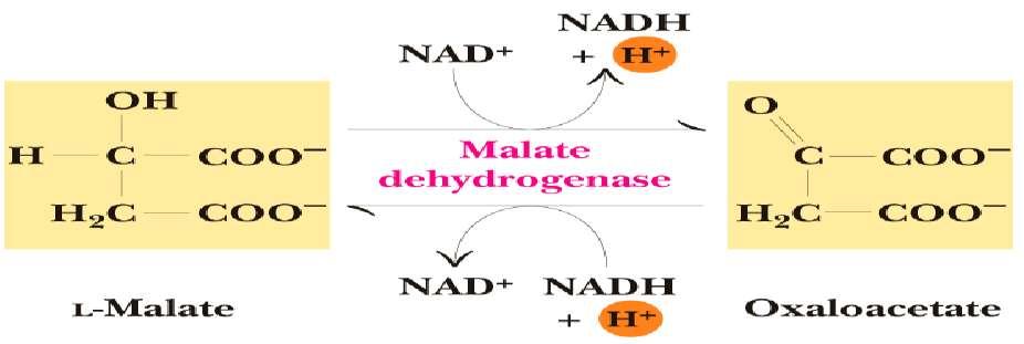 Malate Dehydrogenase An NAD +