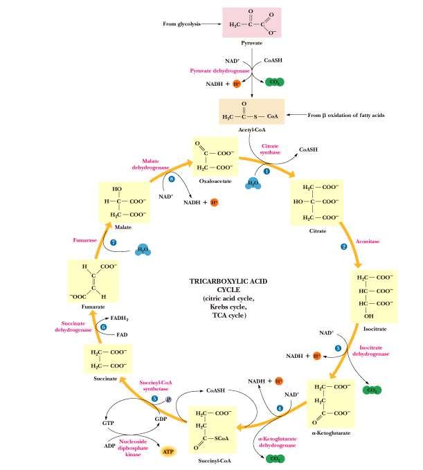 The Cytric Acid Cycle