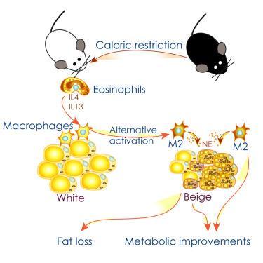 Gut Other mouse studies found IF protects the gut against the negative impacts of stress and inflammation Another study found alternate day fasting increased