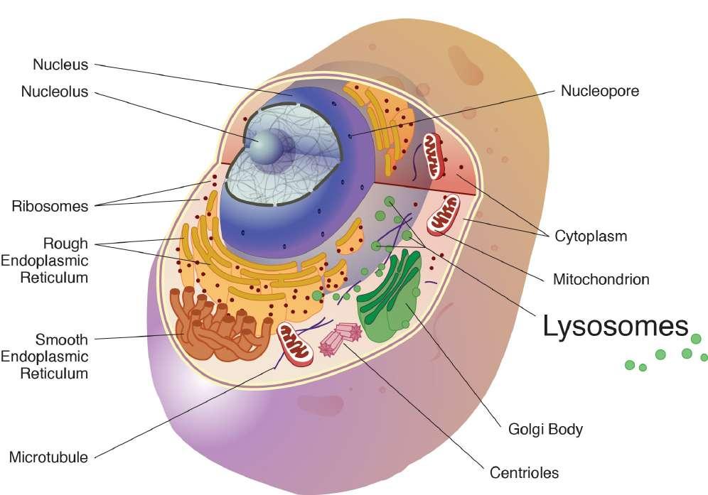 LYSOSOMES o Membrane-enclosed organelles o Contain enzymes acid hydrolases o