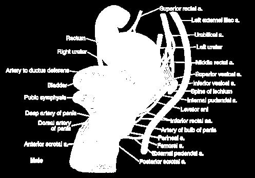 artery) - dorsal neurovascular structures of penis or