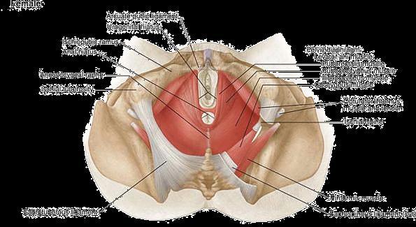 Review of the Layers of the Perineum pelvic diaphragm (levator ani