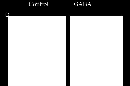 mice: GABA stimulates