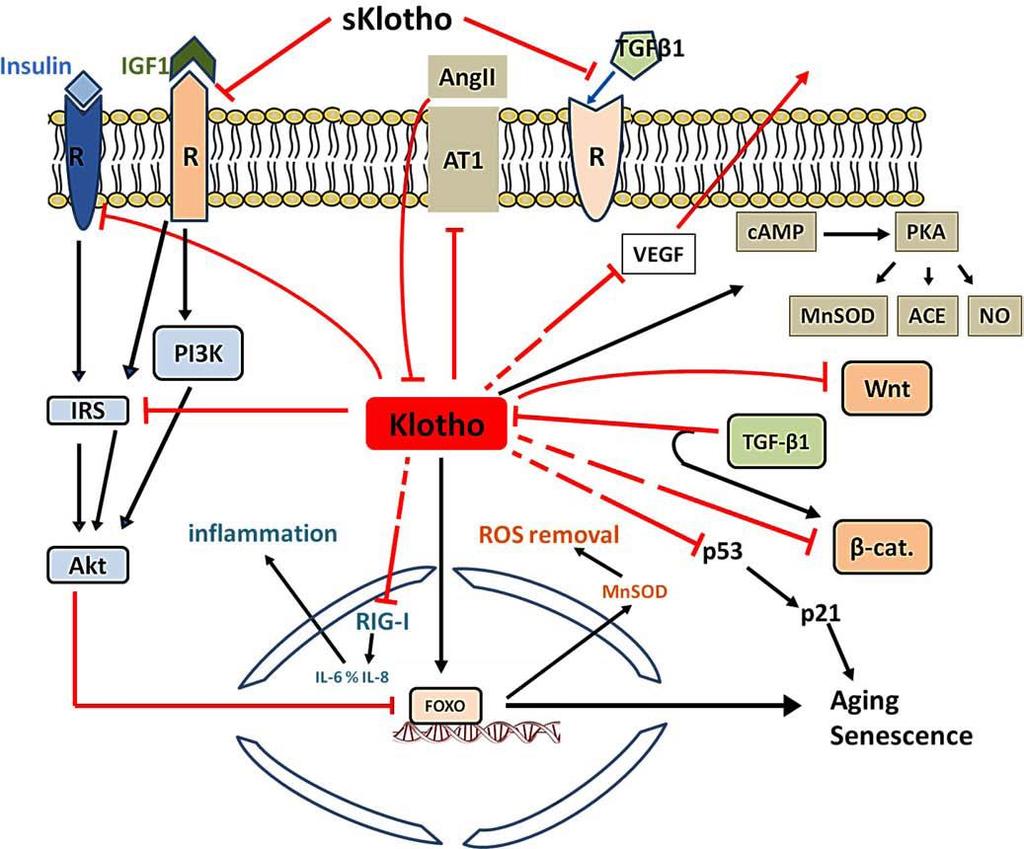 Schematic representation of the Klotho participating in intracellular signaling pathways.