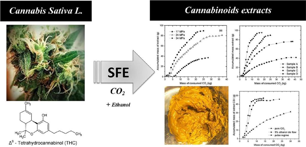 Supercritical CO 2 was applied to obtain extracts with high cannabinoids concentration. Different operating conditions and regimes were evaluated.