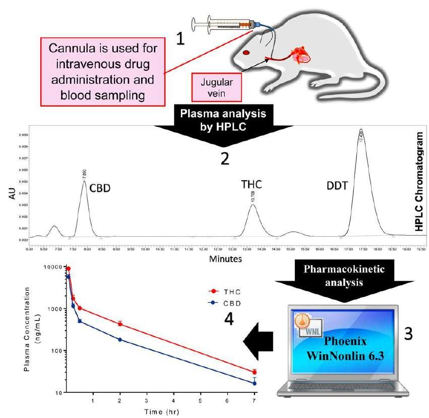 Schematic representation of the preliminary pharmacokinetic study following IV bolus administration of 5 mg/kg cannabidiol (CBD) and Δ9- tetrahydrocannabinol (THC) to rats (n=2).