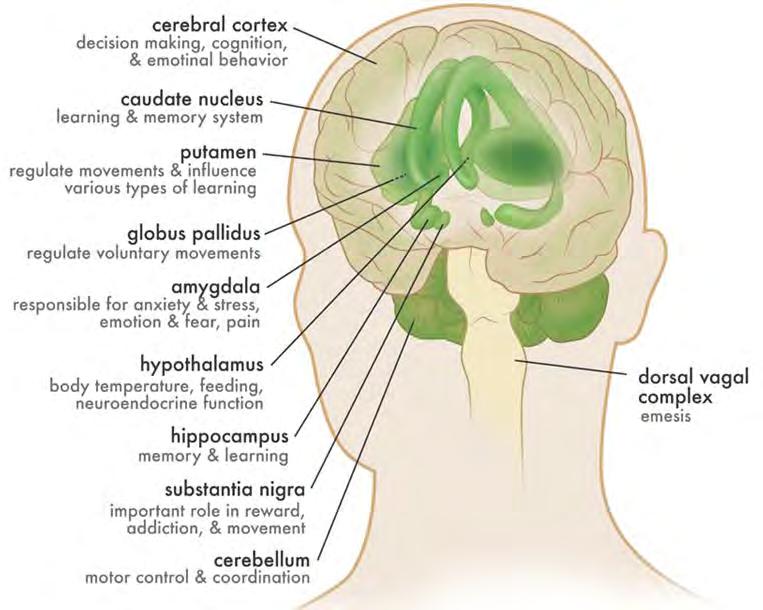 Cannabinoid Receptors Are Located Throughout the Brain