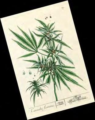 NIDA CANNABIS SCIENCE RESEARCH AREAS EPIDEMIOLOGY: National and Local Surveys,