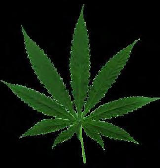 Summary Marijuana is most commonly used illicit drug in U.S. Marijuana use generally begins in adolescence Use of marijuana can have a wide range of effects on an individual s brain, body and