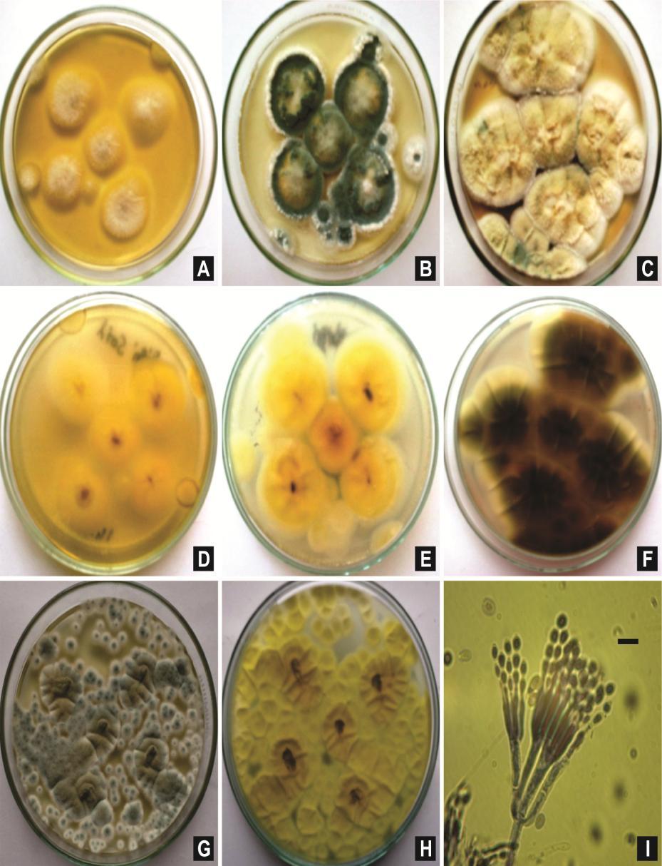 Plate 1: Penicillium digitatum. A-C & G, 7-days old Colony at MEA, CZ, CYA and G25N, respectively.