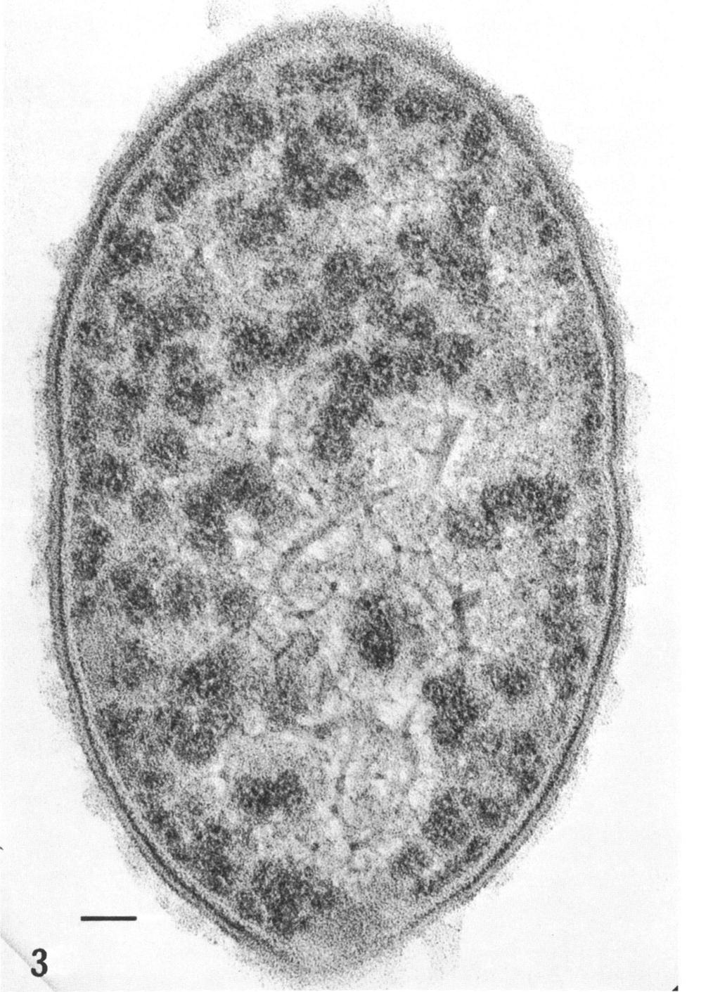 VOL. 97, 1969 ALTERATION IN BACTERIAL MORPHOLOGY BY OPTOCHIN 365 FIG. 3. Opt-r70 pneumococcus incubated at 37 C for 30 min with I mg of optochin HCI per ml. X 200,000.