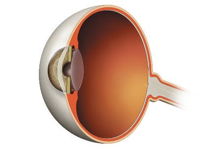 We use the cornea, pupil, iris, lens, retina and optic nerve to see. The eyelids, eyelashes and eyebrows all protect our eyes. eyebrow eyelid eyelashes iris The iris surrounds the pupil.