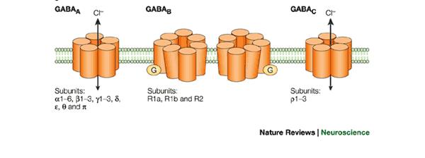 GABAA and GABAC receptors are depolarizing when the membrane potential of the post-synaptic