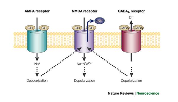 Consequences: GABA receptors can relieve the Mg++ block on NMDA receptors in the absence of AMPA receptor currents.
