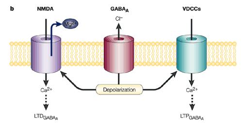 But:Depolarizing GABA currents can produce either LTD or LTP in hippocampal interneurons.