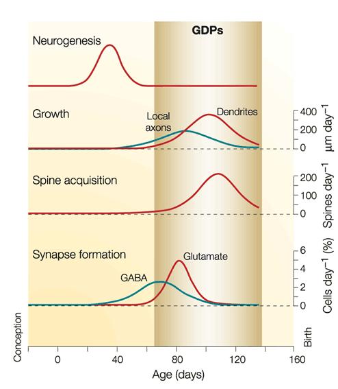 In the late embryo nacent hippocampal circuits are cyclically exposed to waves of depolarization generated by giant depolarizing potentials (GDPs) driven by GABAA receptors and coordinated by gap