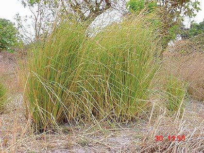 2.7 Weed potential Vetiver grass cultivars derived from south Indian accessions are nonaggressive; they produce neither stolons nor rhizomes and have to be established vegetatively by root (crown)