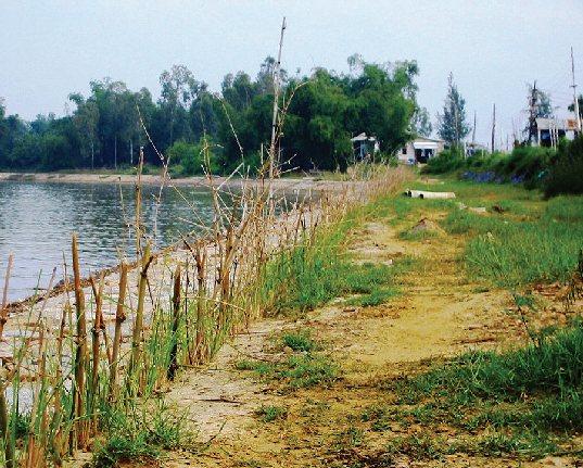 Dien River; lower: November 2002: mass planting