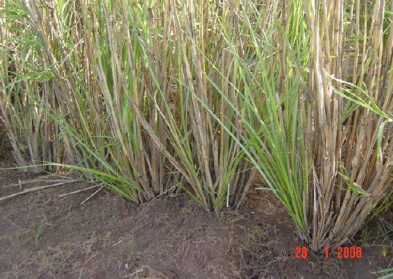 It can be concluded that when correctly designed and implemented, vetiver planting is very effective in controlling