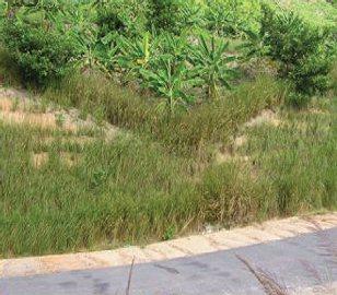 enough evidence that vetiver, with its many advantages and very few disadvantages, is a very effective, economical, community-based