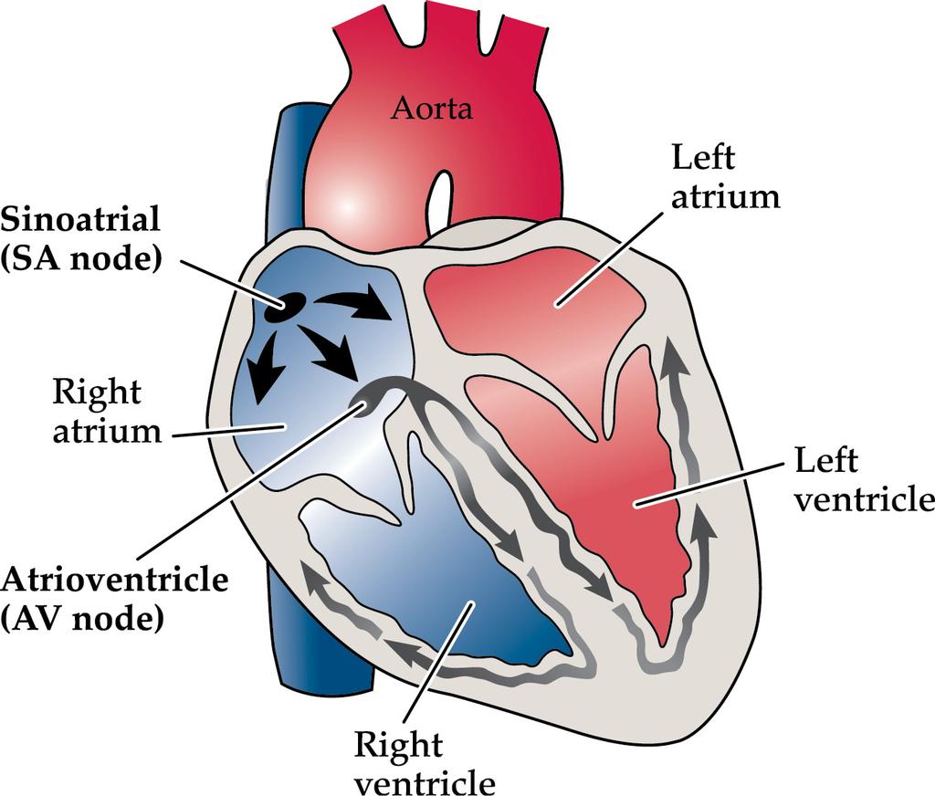 Allina Health System Your heart has four chambers. Two upper chambers (atria) pump blood to the two lower chambers (ventricles).
