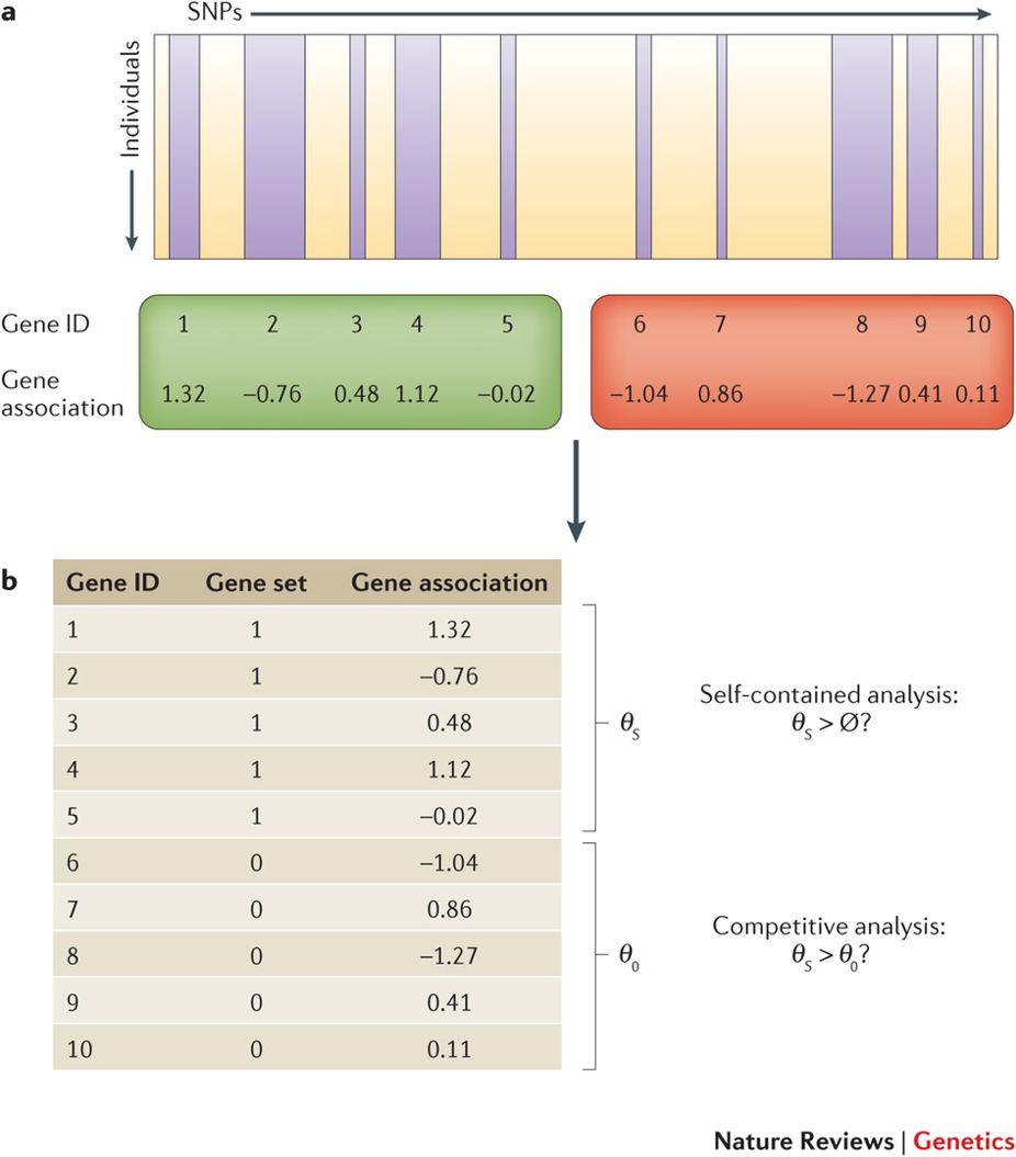 Section 2 Statistical Issues Two Types of Nulls Self-contained analysis: None of those genes in the gene set are associated with the phenotype Competitive