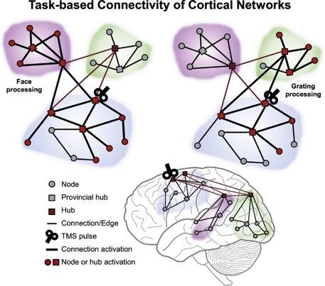 Measuring cortical connectivity in stroke Goal: