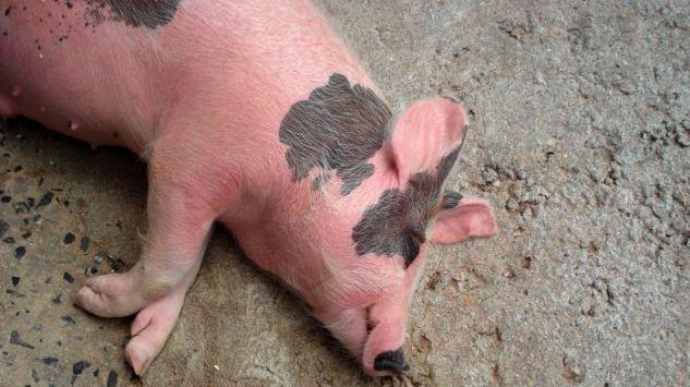 since the first one on 17 February 2014 till 11 June 2018 ASF outbreaks in pigs in 2018