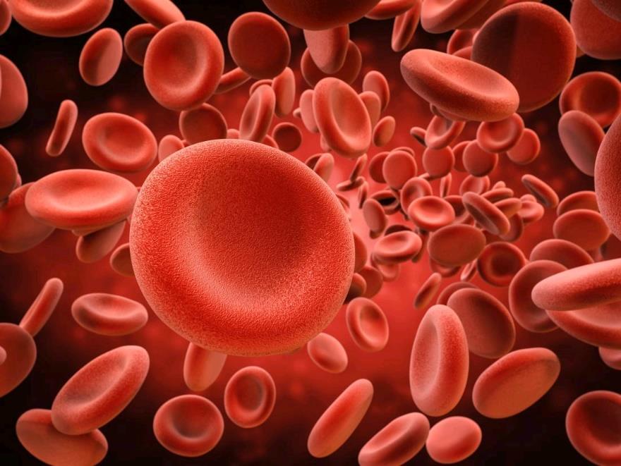 Red blood cells Carry oxygen When low: anemia When not enough