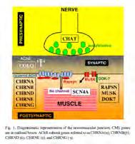 gravis and LEMS are autoimmune diseases Botulism: Enzymatic LEMS: Ca channelcleavage of SNARE proteins antibodies Summary of electrophysiological changes in Myasthenia Gravis and Myasthenic Syndrome